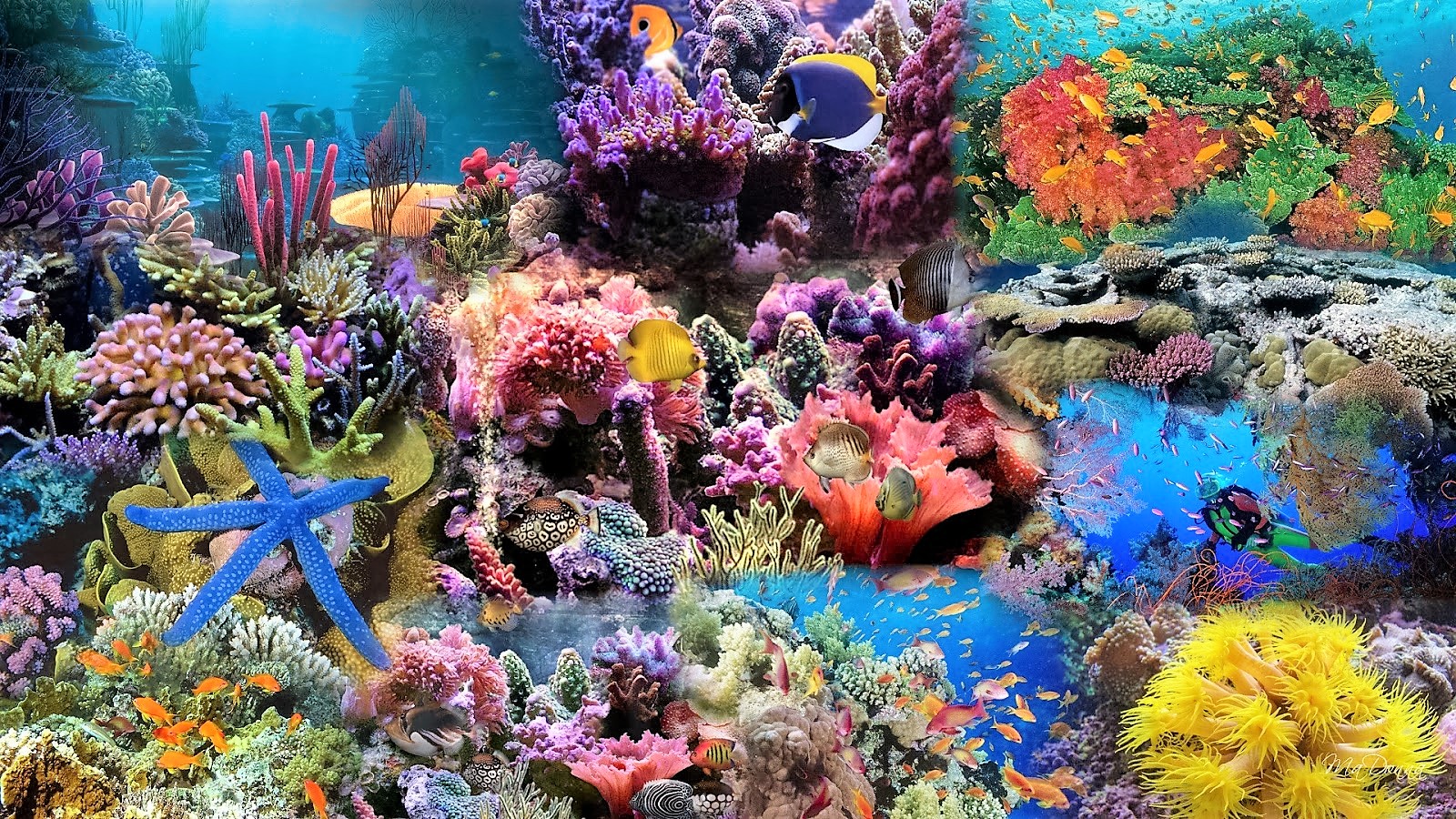 Đại san hô tại Úc