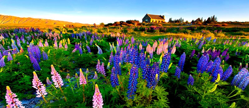 Mùa xuân ở New Zealand rực rỡ sắc màu